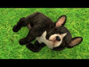 Nintendogs + Cats: French Bulldog & New Friends Nintendo 3DS